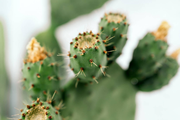 Stock photo of a cactus in a garden with prickly pears - Photo, Image