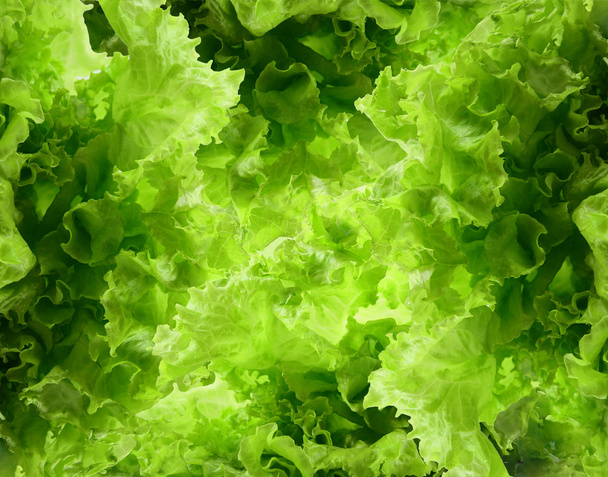 Fresh green salad - Photo, Image