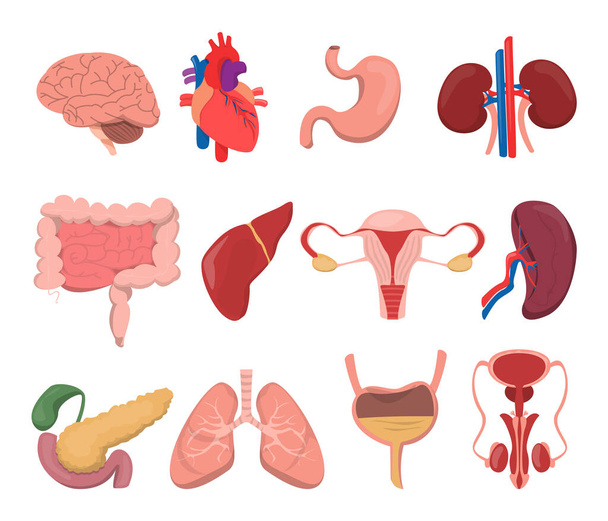Vector interno de órganos humanos aislado. Conjunto de estómago, cerebro, hígado y riñón. Imágenes médicas. Sistemas urinarios y reproductivos
. - Vector, Imagen