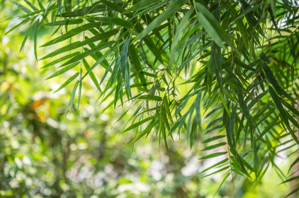 Yeşil bambu yemyeşil doğal arkaplan bırakır - Fotoğraf, Görsel