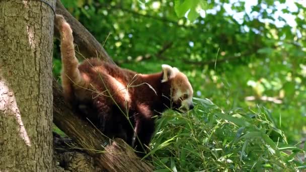 Der Rote Panda, Ailurus fulgens, auch der Kleine Panda und der Rote Katzenbär genannt. - Filmmaterial, Video