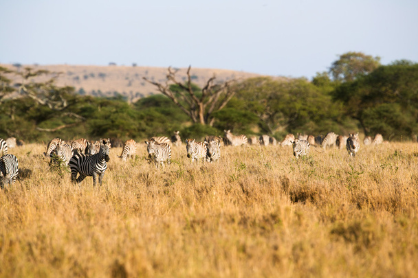 Grup içinde serengeti otlatma Zebras - Fotoğraf, Görsel