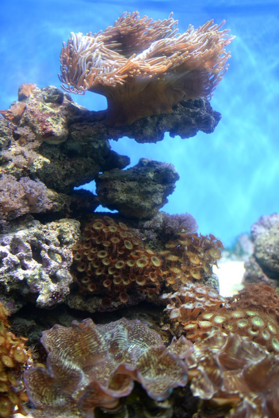 Underwater Aquaium - Photo, Image