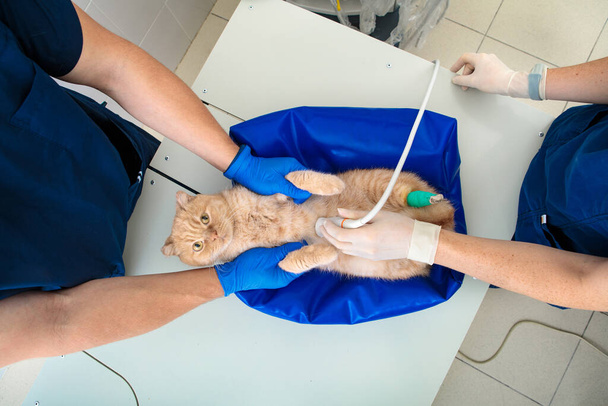 二人の獣医師が超音波検査を行う猫 - 写真・画像