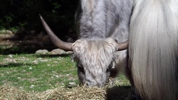 El yak doméstico, Bos grunniens es un bovino domesticado de pelo largo que se encuentra en toda la región del Himalaya del subcontinente indio, la meseta tibetana y tan al norte como Mongolia y Rusia.. - Metraje, vídeo
