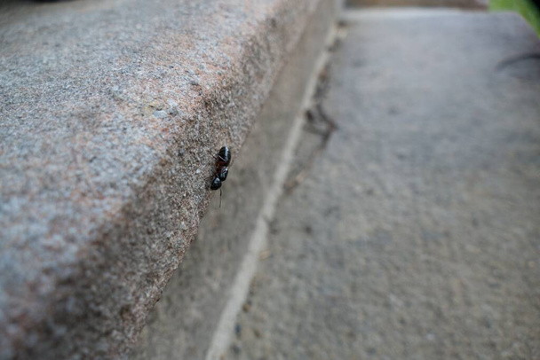 un detalle cercano de un insecto hormiga
 - Foto, Imagen