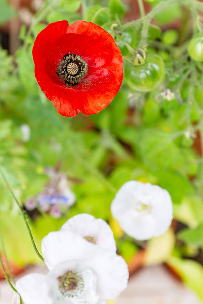 Ζωηρά κόκκινα και λευκά άνθη παπαρούνας της ποικιλίας Mother of Pearl κειμήλιο σε μια φωτεινή ηλιόλουστη μέρα σε ένα μπαλκόνι σε μια κατσαρόλα. Καλλιέργεια φυτών φιλικών προς τον επικονιαστή σε δοχεία ως οικογενειακή δραστηριότητα αστικής κηπουρικής - Φωτογραφία, εικόνα
