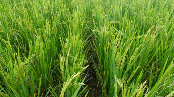 耳を持つ米の葉、十分な灌漑と適切な肥料で肥沃に見える - 写真・画像
