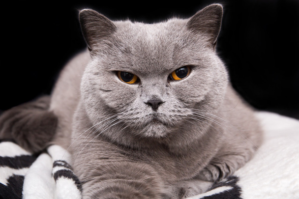 Unelias harmaa brittiläinen kissa
 - Valokuva, kuva