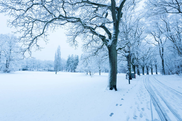 Naked tree in a snowy park - Fotografie, Obrázek
