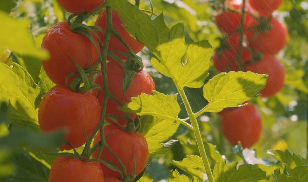 Cierre los tomates frescos en el jardín. Lluvia y sol. Horticultura, macrofotografía, trasfondo natural. Concepto de comida fresca saludable
 - Foto, Imagen
