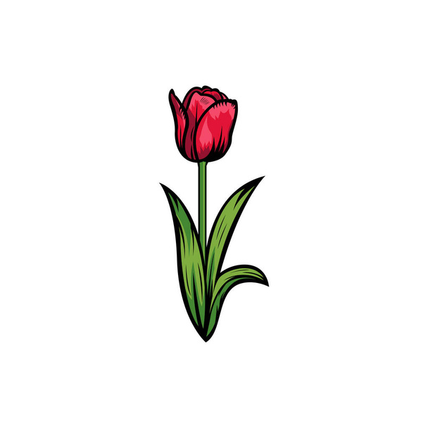 白い背景にヴィンテージの赤い開花チューリップのコンセプト孤立した花の植物の花。野生の春の葉の野草ベクトルイラスト。名刺、タイポグラフィベクトル、 Tシャツの印刷のためのアイデア. - ベクター画像