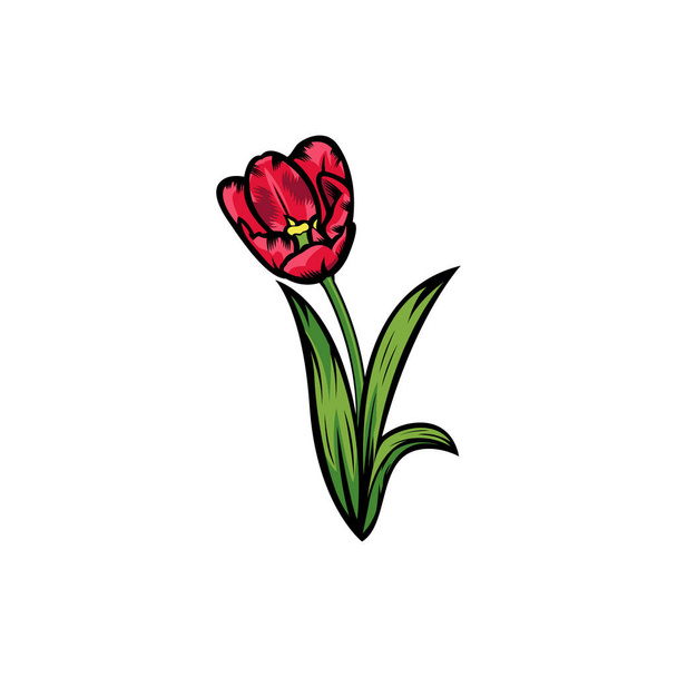 Vintage punainen kukkivat tulppaanit käsite valkoisella taustalla eristetty kukka kasvitieteellinen kukka. Villi kevään lehti luonnonvaraisten kukkien vektori kuva. Idea käyntikortti, typografia vektori, tulosta t-paita. - Vektori, kuva