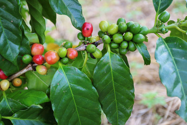Кавові вишні з незрілого кавового зерна на гілці дерева. - Фото, зображення