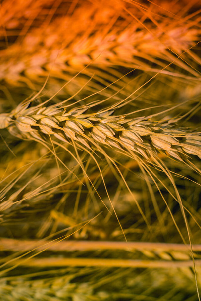 Espiguillas de trigo dorado después de la cosecha
  - Foto, Imagen