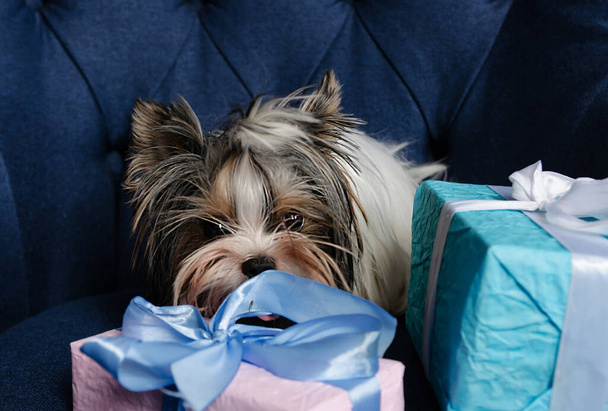 terrier dog with gift boxes, cute fluffy pet sits on fabric, closeup - Photo, Image