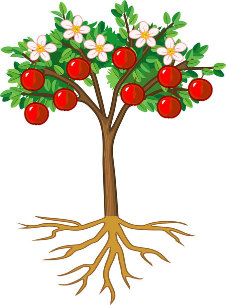  Apple tree with root system, flowers, fruits isolated on white background - Vector, imagen