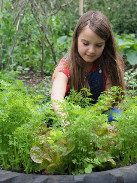 A pretty young girl with long hair works in a small vegetable garden. - Photo, Image