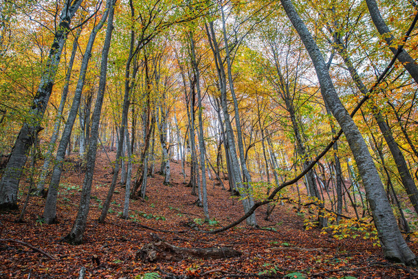 beautiful colorful forest in autum - 写真・画像