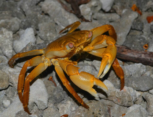 Crabes frais des îles des Maldives - Photo, image