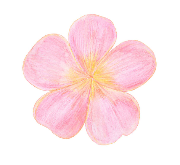 Light Pink watercolor tropical Plumeria Flower illustration - Foto, imagen