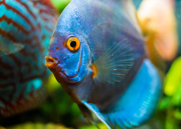 Μπλε Δίσκος ψάρια λεπτομερή κοντά στο ενυδρείο. Θέμα διατήρησης αλιευμάτων. - Φωτογραφία, εικόνα
