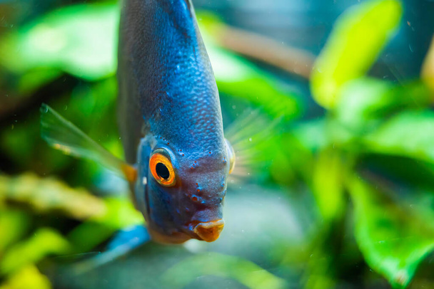 水族館での青い円盤魚の詳細を閉じます。釣りをテーマに. - 写真・画像