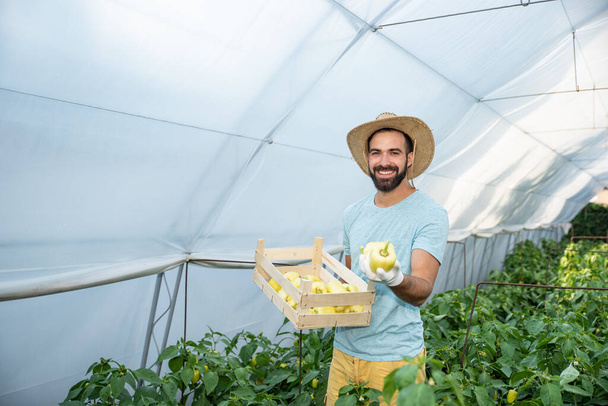 Young smiling  man picking pepper in the basket in the greenhouse and smiling for vegetables he planted as small business start up and turning to the healthy and natural growing organic food - Фото, зображення