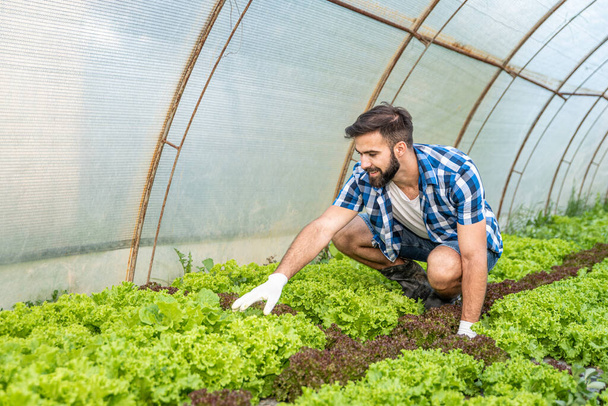 Young farmer man checking crops of the salad vegetable in his greenhouse to be sure that he is providing high quality of fresh healthy organic food for the market and customers - Foto, Imagen