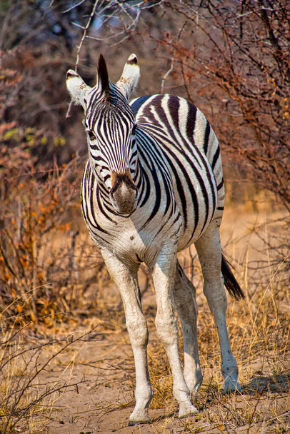 Równiny Zebra, Equus quagga, Khama Rhino Sanctuary, Serowe, Botswana, Afryka - Zdjęcie, obraz