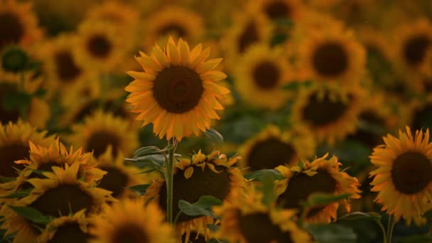 field of blooming sunflowers on a background sunset - Footage, Video