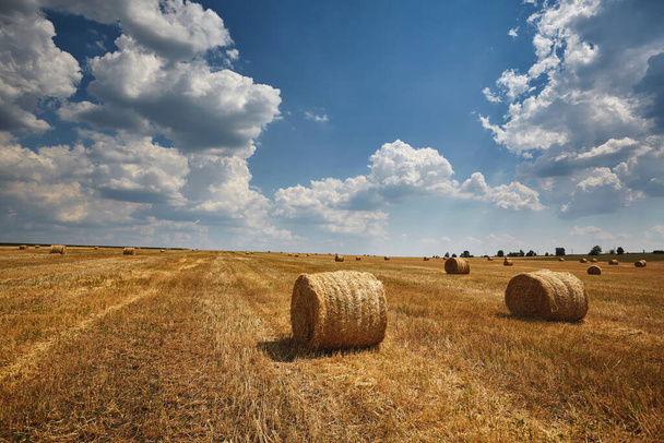 Ernte. Feld mit Weizenstapeln - Foto, Bild