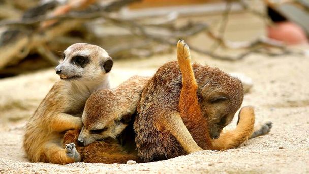 Una foto de tres suricatas salvajes en un desierto de África
 - Foto, imagen