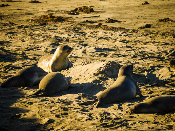 Elephant Seals on the Pacific Coast in California USA (em inglês). Centenas de milhares de focas-elefantes-do-norte outrora habitavam o Oceano Pacífico. Em 1892, restavam apenas 50 a 100 indivíduos, que se tornaram protegidos e hoje existem aproximadamente 160.000.
 - Foto, Imagem