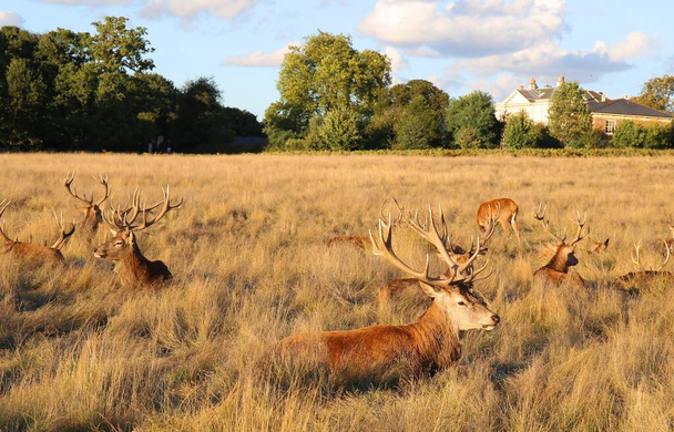 Schöne Hirschgruppe im Richmond Park in der Nähe von London, Großbritannien - Foto, Bild