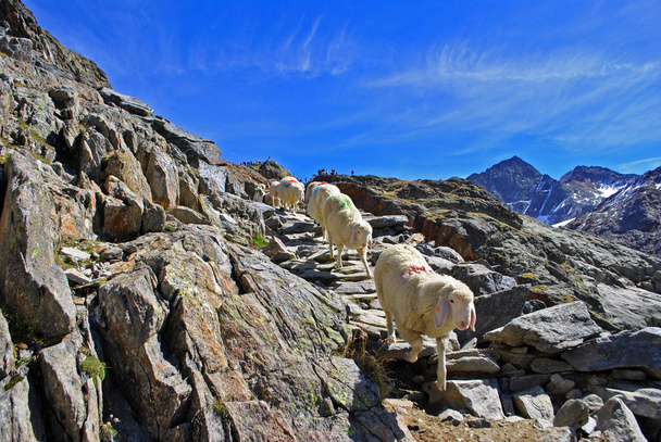 Sheep in the mountains - Photo, Image