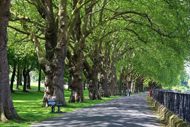 Πράσινα δέντρα στο αστικό πάρκο του Λονδίνου στην Αγγλία - Φωτογραφία, εικόνα