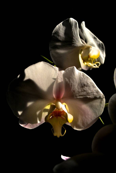 Fecho branco da orquídea com fundo escuro
 - Foto, Imagem