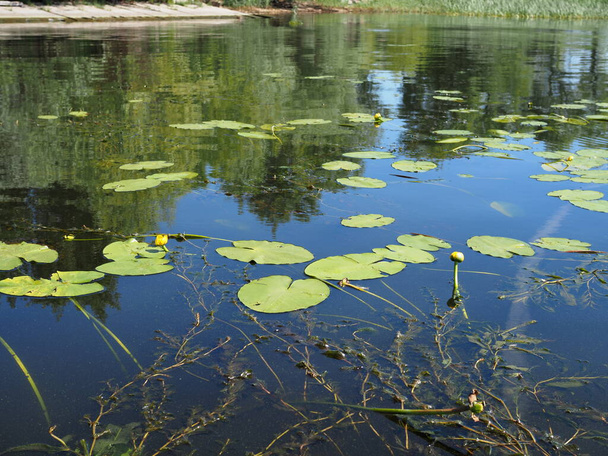 Flor amarilla de Nenuphar, Lirio de agua en un lago. Hermosa planta acuática y flor crece en estanques y ríos europeos al aire libre
. - Foto, imagen