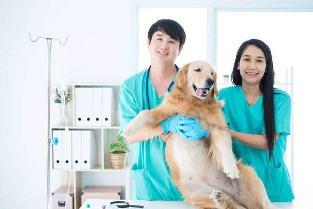 Dierenartsen en vrouwelijke verpleegkundigen onderzoeken golden retriever honden in dierenziekenhuizen. - Foto, afbeelding