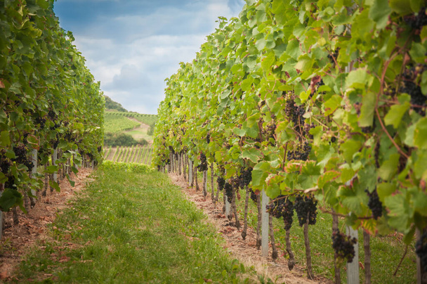 Vineyard summer landscape. Farm winery and wine growing. Green grapes on the plants. - Foto, Bild