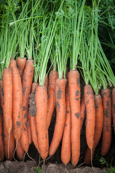 Racines de carottes lisses et attrayantes avec le feuillage creusé dans le champ. Récolte des légumes. - Photo, image