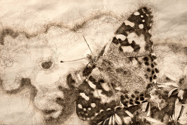 Boyalı Bayan Kelebek 'in çizimi Uyumlu Çiçekten Nektar yudumluyor - Fotoğraf, Görsel