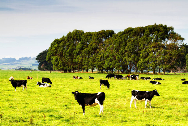 Krowy pasą się świeżo zieloną trawą na ogromnych farmach Nowej Zelandii. Widok krajobrazu. - Zdjęcie, obraz