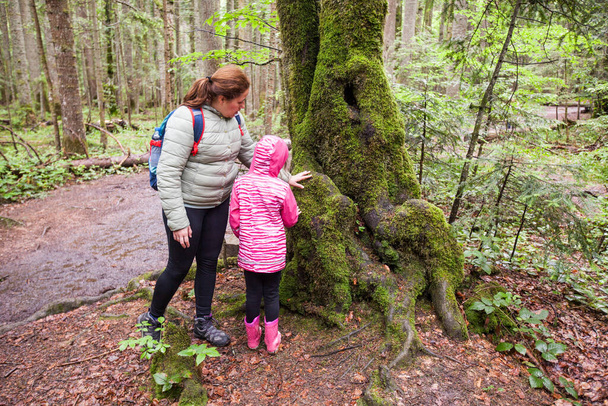 Familie avontuur in mooie zomer bos, gezonde actieve levensstijl  - Foto, afbeelding