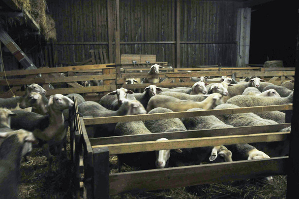 hodowla owiec w gospodarstwie, owce trzymane w szopie - Zdjęcie, obraz