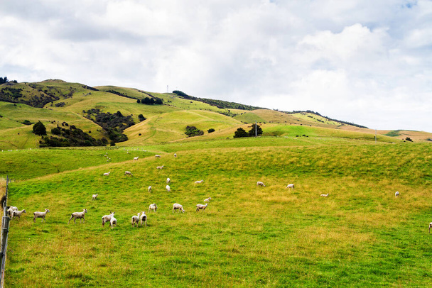 Rollende grüne Felder mit Schafen unter einem ruhigen blauen Himmel. Farbenfrohes Panorama über die Wiesen der Schafweiden des Kiwi-Tals in Neuseeland - Foto, Bild