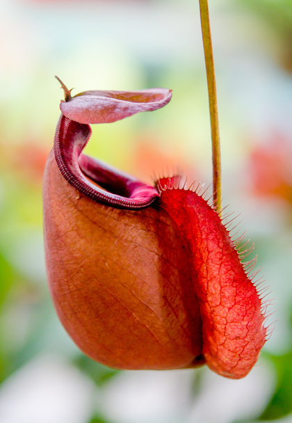 Nepenthes or Monkey Cups - Photo, Image