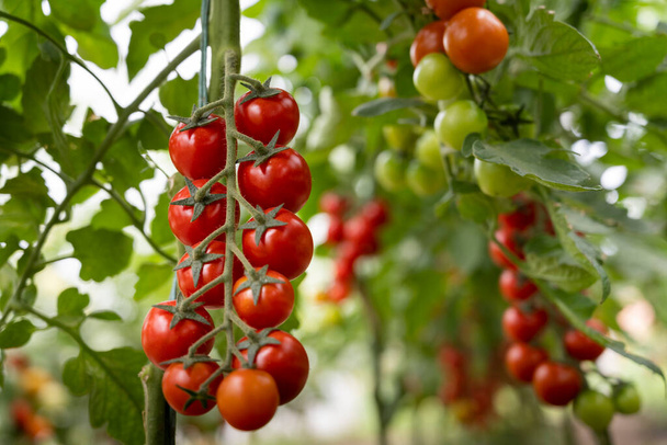 Hermosos tomates cherry rojos maduros cultivados en un invernadero - Foto, imagen