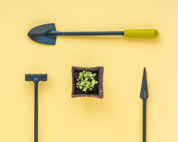 Peat pot with basil seedlings. Small tools for a home garden, rake and shovels. Flatlay on a yellow background. Copy space - Fotoğraf, Görsel